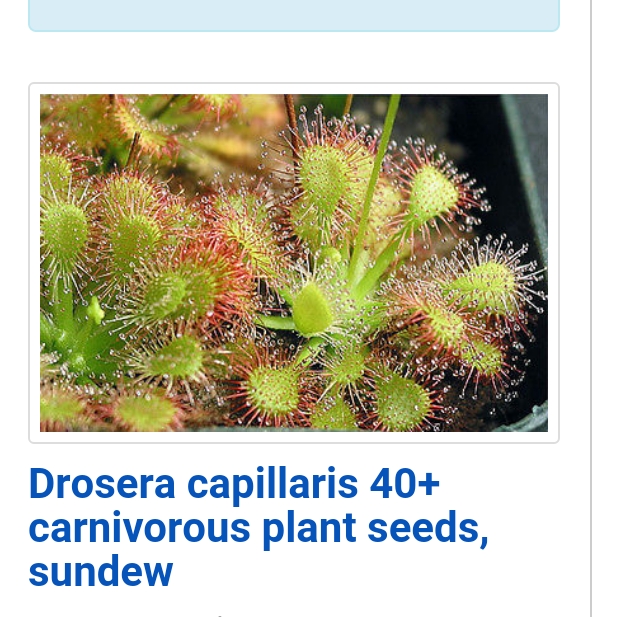 Plant image Drosera capillaris