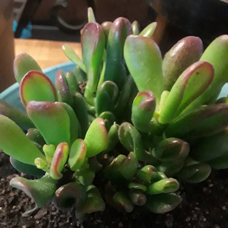 Plant image Crassula ovata 'Gollum'