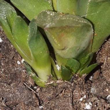 Haworthia Emelyae