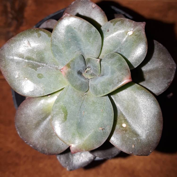 plant image 609774