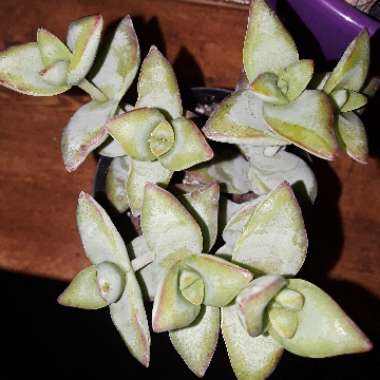 Crassula perforata 'String of Buttons'
