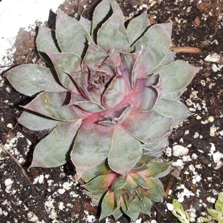 plant image 610744 plant image 610744