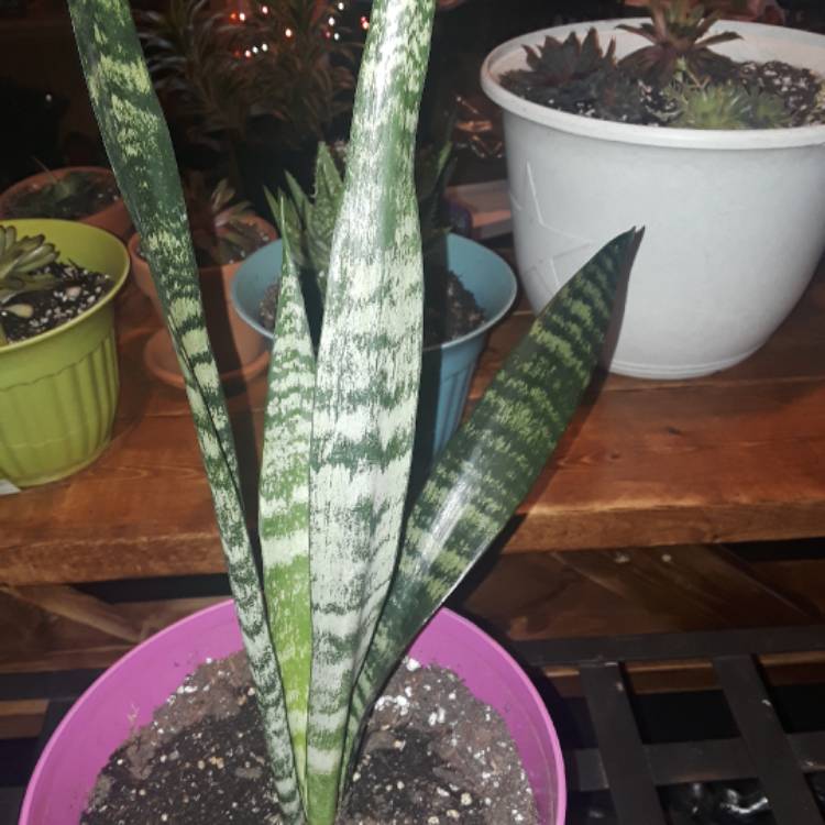 plant image 611331