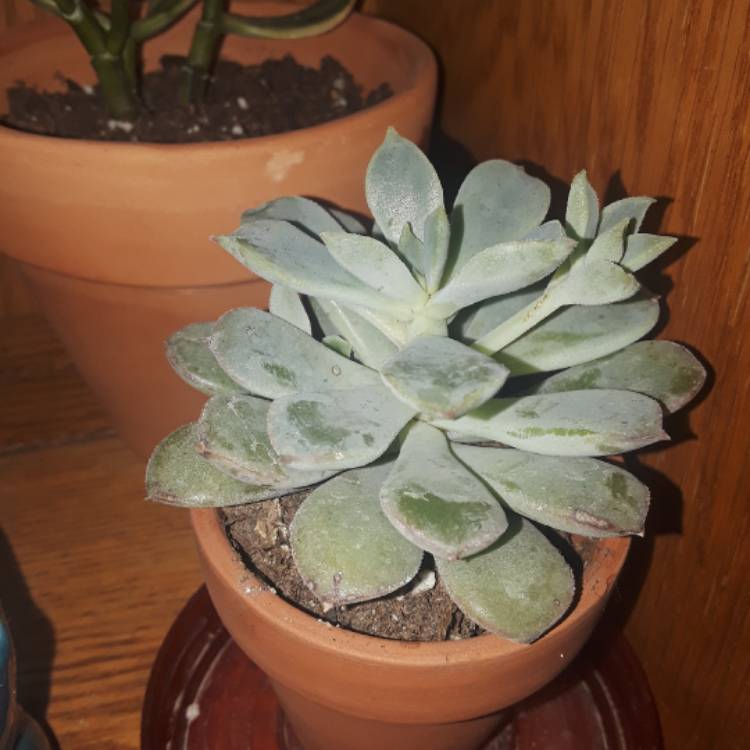 Plant image Echeveria Haageana