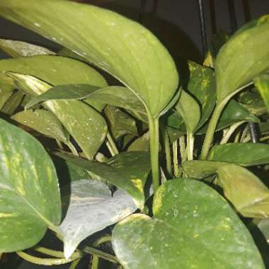 Epipremnum aureum  syn. Epipremnum pinnatum 'Aureum', Scindapsus aureus, Pothos aureus, Rhaphidophora aurea