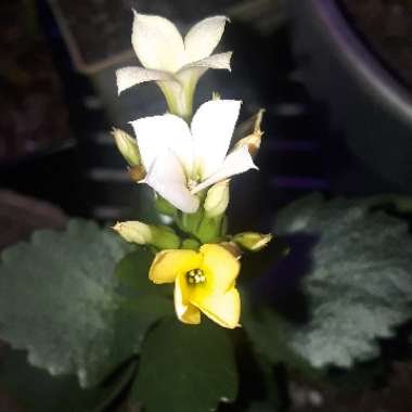 Kalanchoe Blossfeldiana