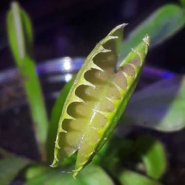 Dionaea muscipula 'Dente Flytrap'