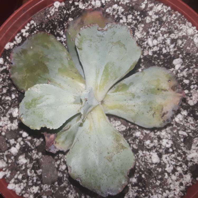 plant image 618489