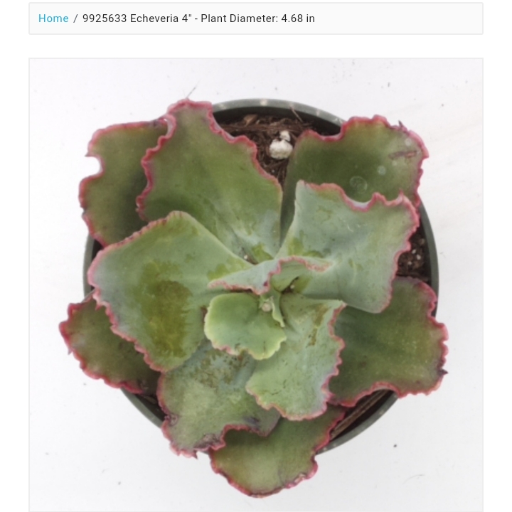 Plant image Echeveria Dick's Pink