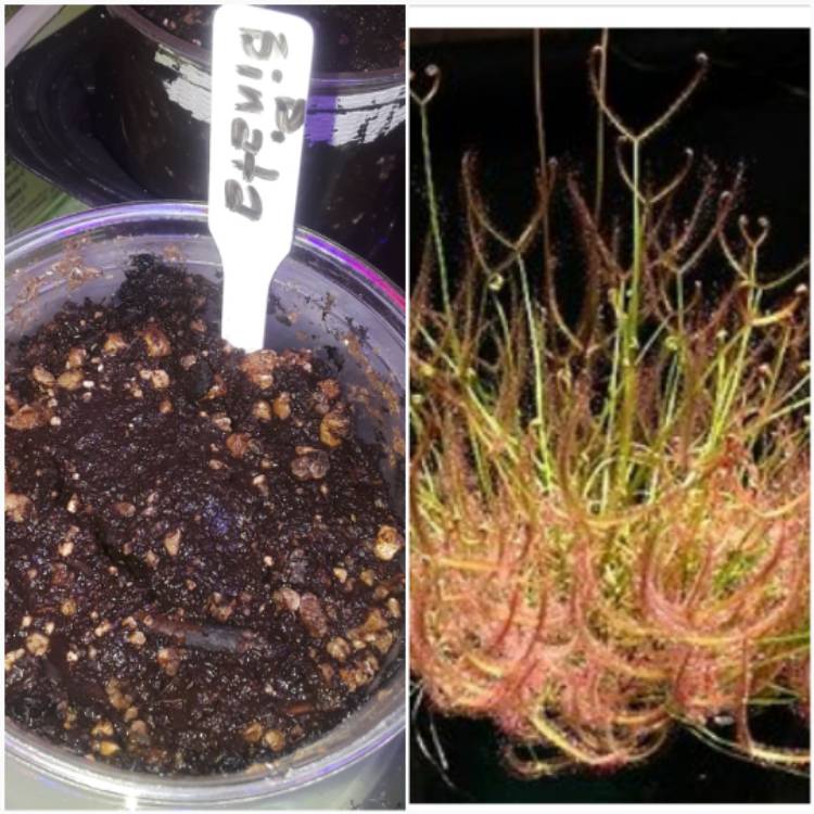 Plant image Drosera binata