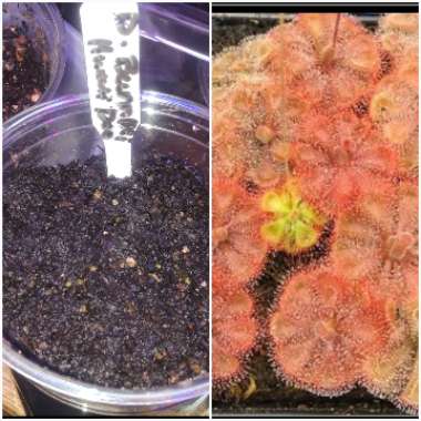 Drosera burmanii 'Humpty Doo'