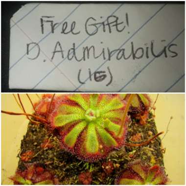 Drosera admirabillis