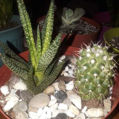 Haworthiopsis attenuata var. radula syn. Haworthia attenuata var. radula, Haworthia radula