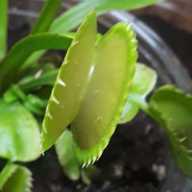 Dionaea muscipula 'Dente Flytrap'
