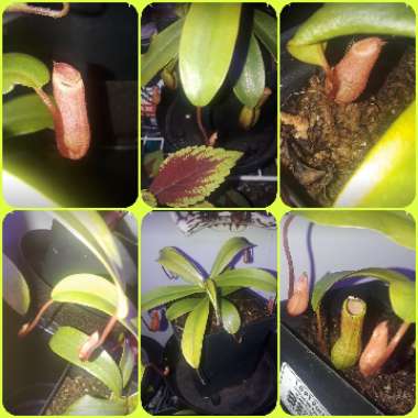 Nepenthes ventricosa
