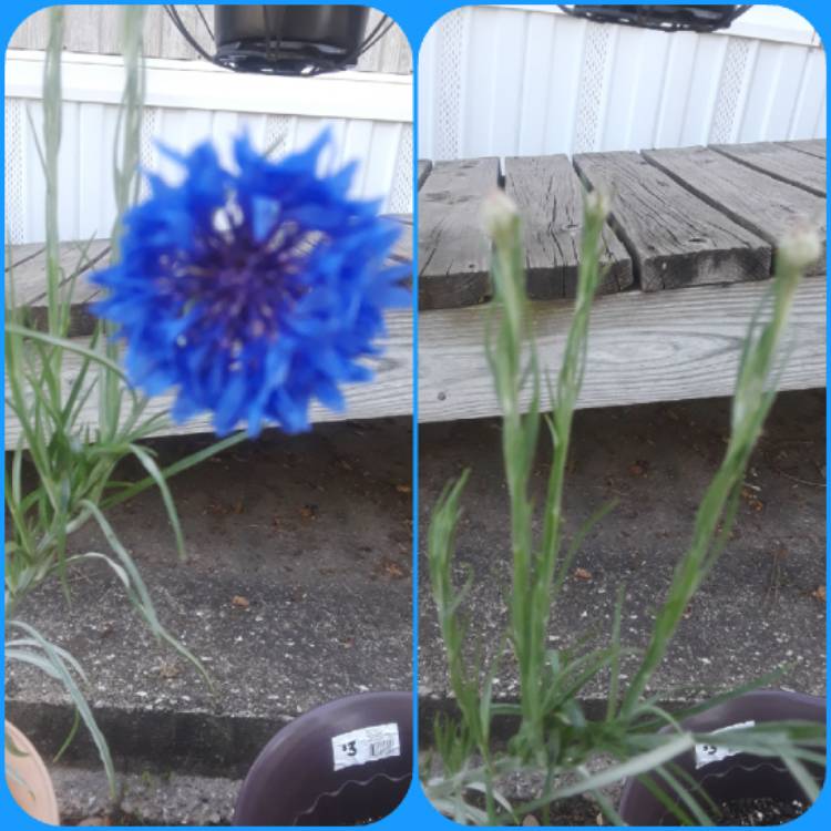 plant image 649090