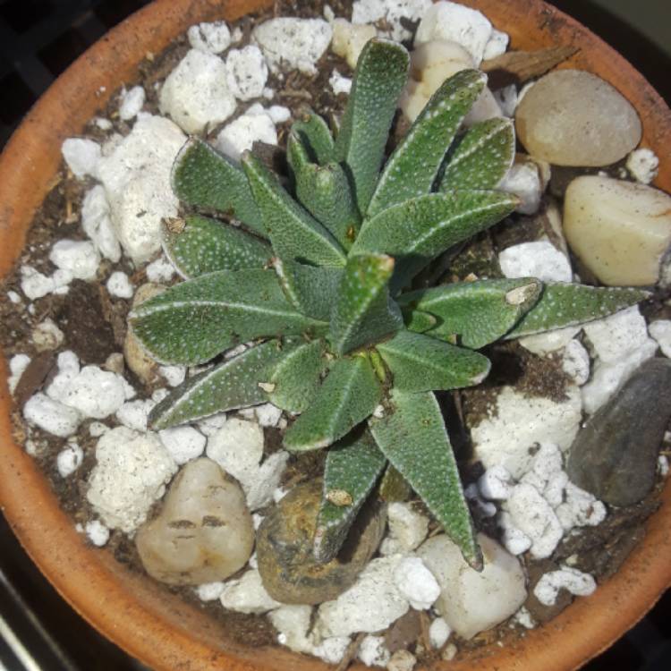 plant image 650836