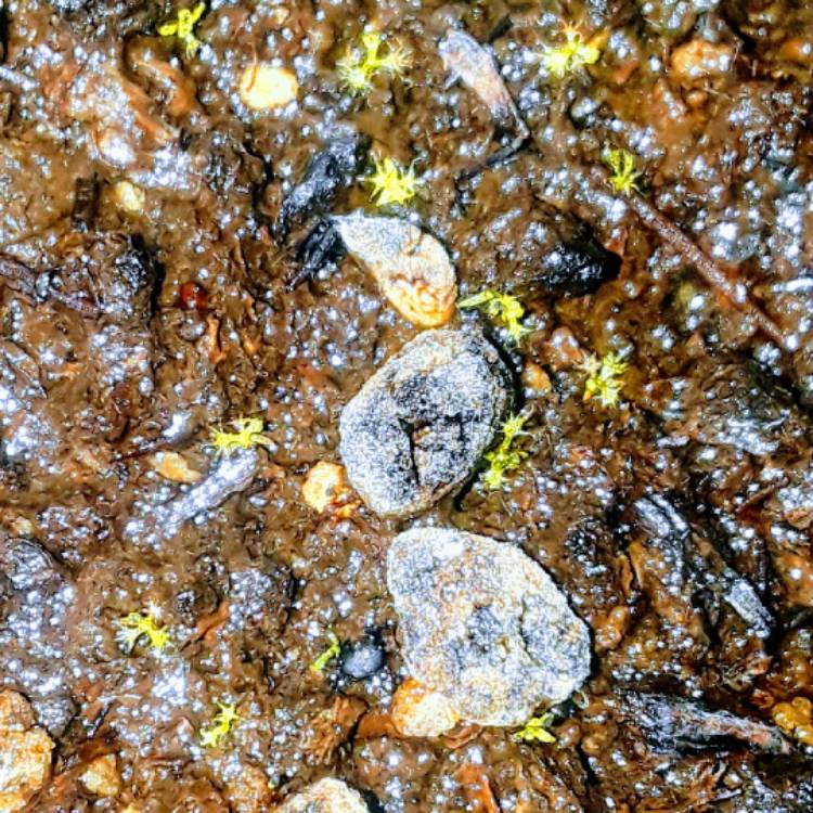 plant image 652490