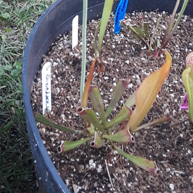 plant image 661862