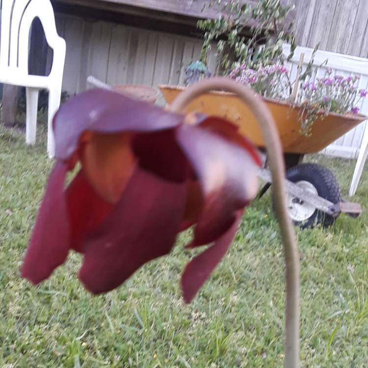 plant image 662787