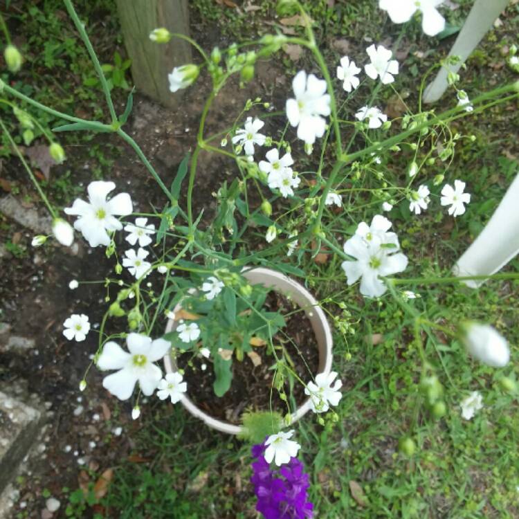 Plant image Gypsophila elegans