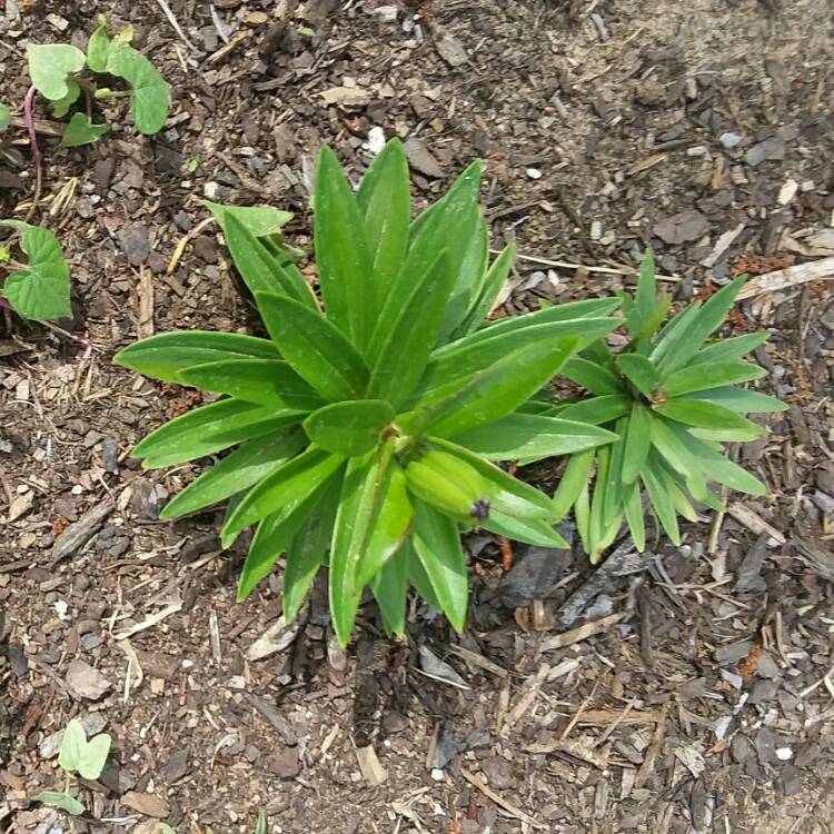 plant image 667218 plant image 667218