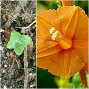 Ipomoea Coccenia 'Orange Noah'