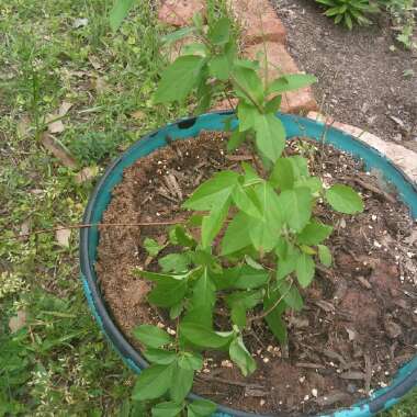 Lonicera