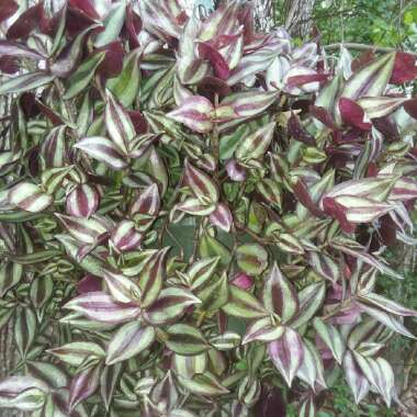 Tradescantia zebrina  syn. Tradescantia tricolor, Tradescantia zebrina pendula, Tradescantia pendula