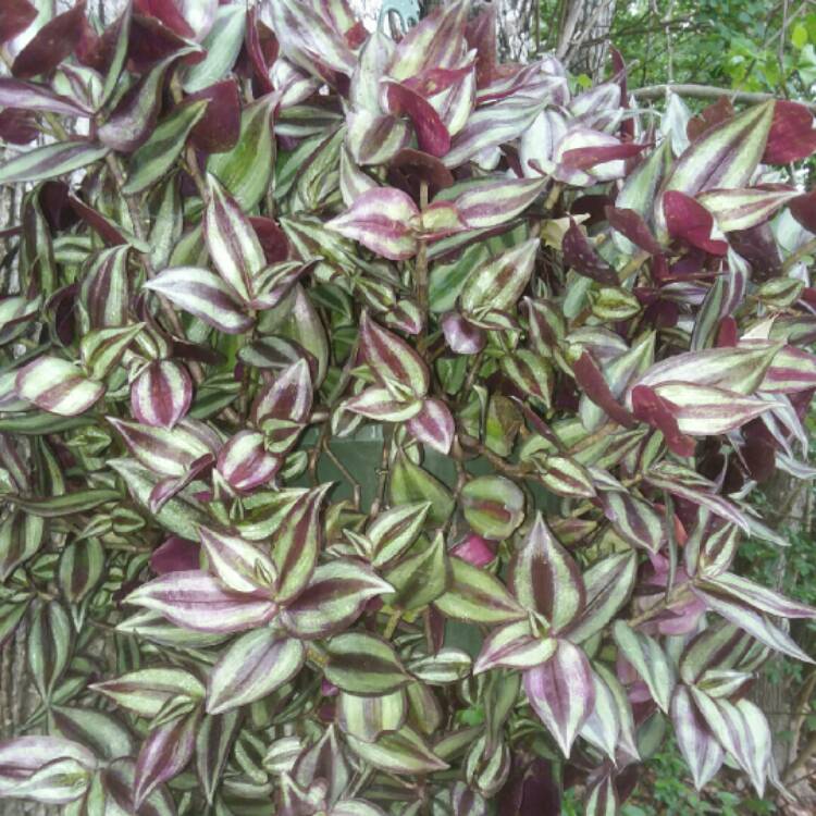plant image 674257 plant image 674257