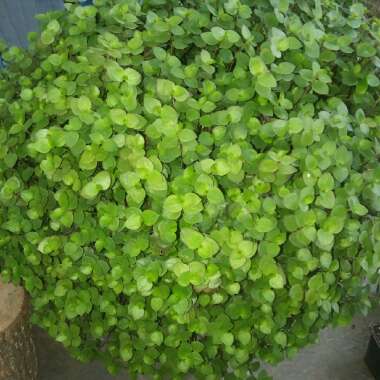 Callisia repens  syn. Tradescantia callisia