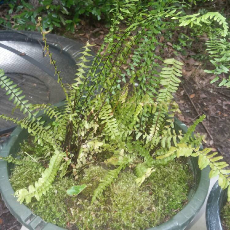 Plant image Dryopteris Wallichiana