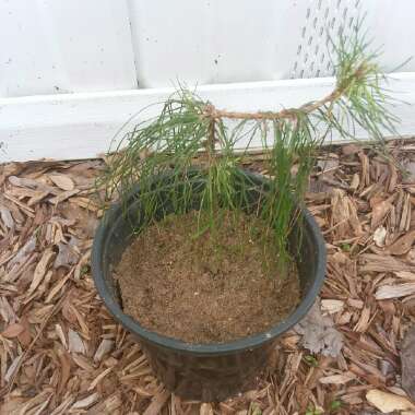 Pinus