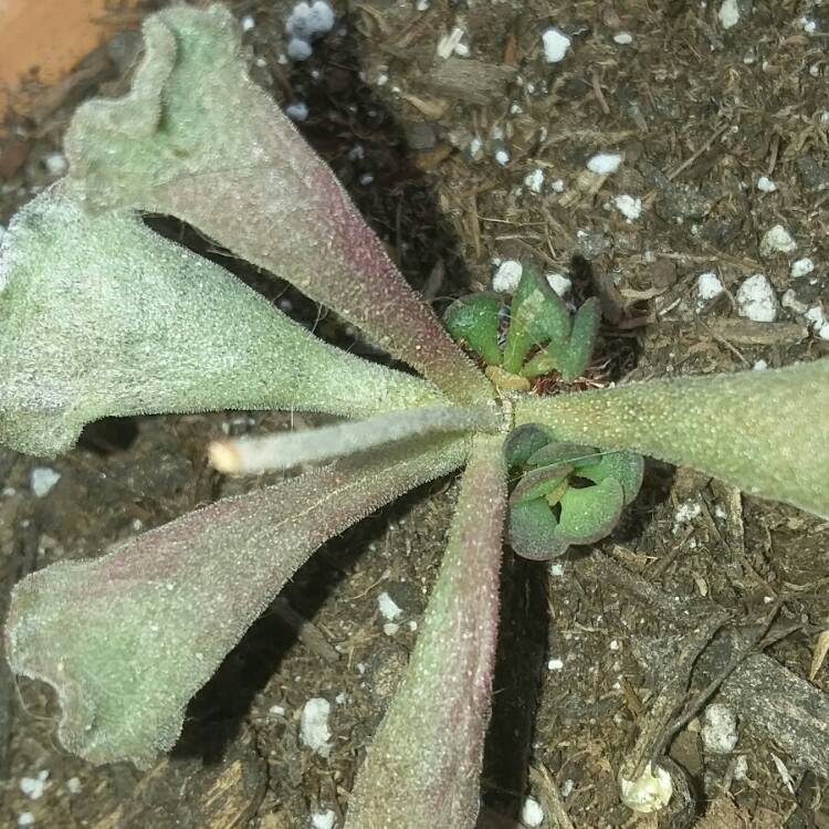 Plant image Adromischus cristatus