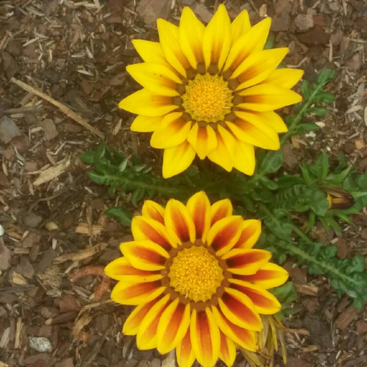 Plant image Gazania 'Daybreak Red Striped'