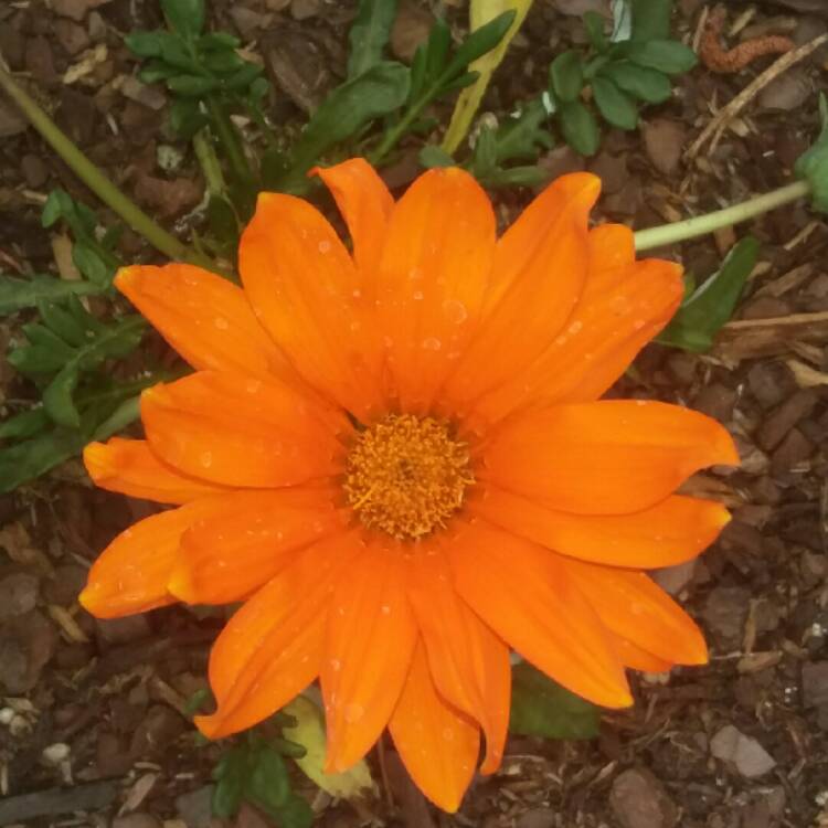 plant image 676305