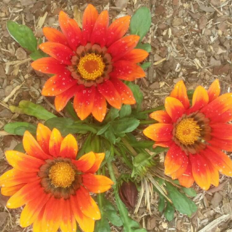 Plant image Gazania rigens 'Kiss Bronze'