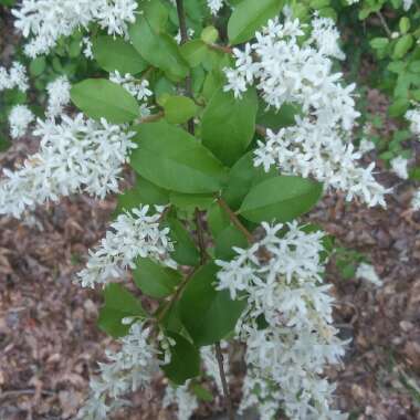 Ligustrum japonicum