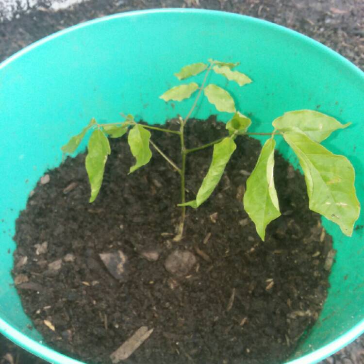 plant image 683642
