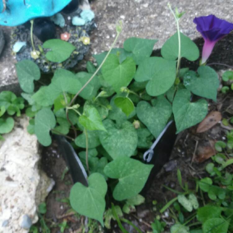 plant image 690672 plant image 690672