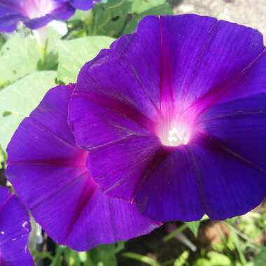 Ipomoea purpurea 'Grandpa Ott'