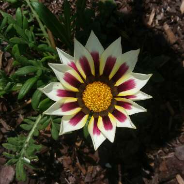 Gazania rigens 'Giant White Tricolour'