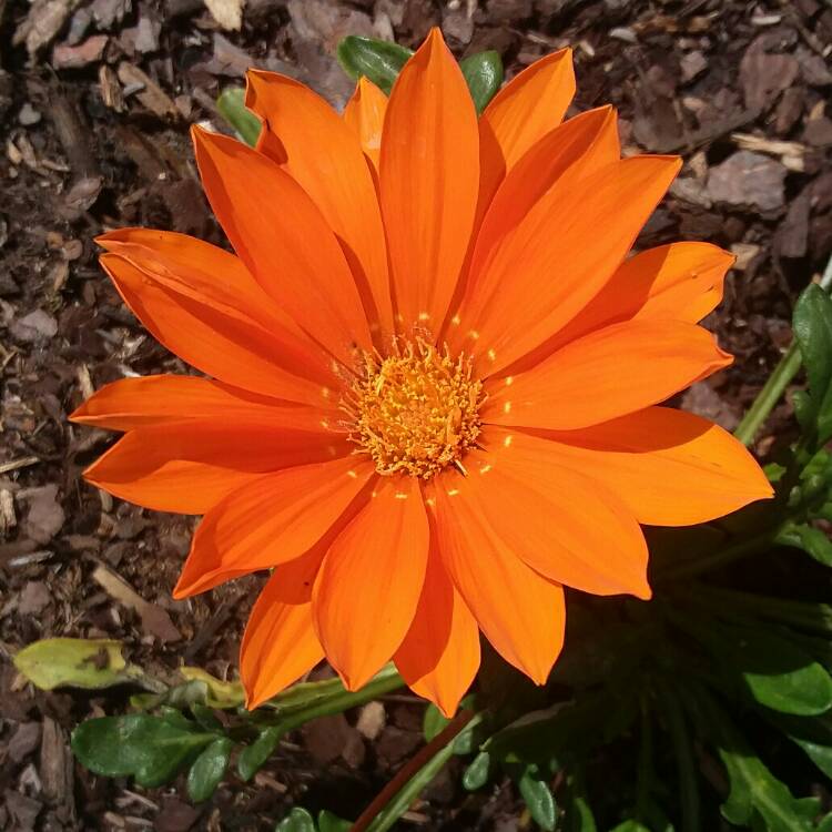 Plant image Gazania rigens 'New Day' Red Shades