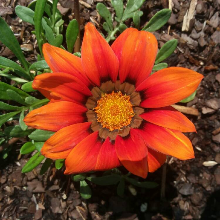Plant image Gazania Rigens 'Gazoo Red'