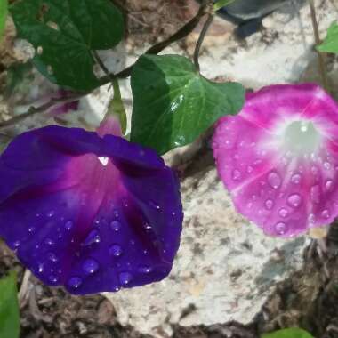 Ipomoea Purpurea 'Pretty In Pink'