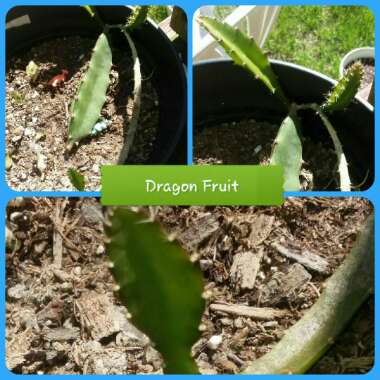Hylocereus undatus