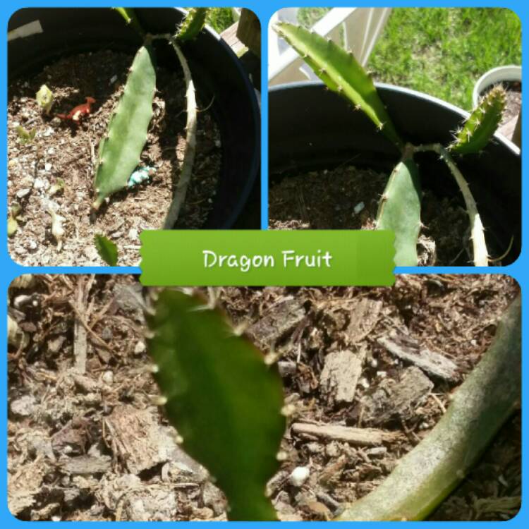 Plant image Hylocereus undatus