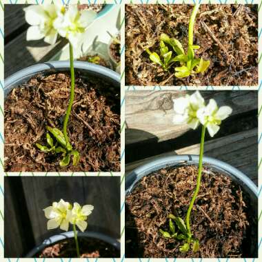 Dionaea muscipula