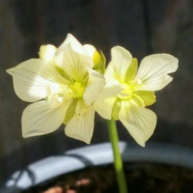 Dionaea muscipula