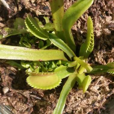 Dionaea muscipula 'Dente Flytrap'